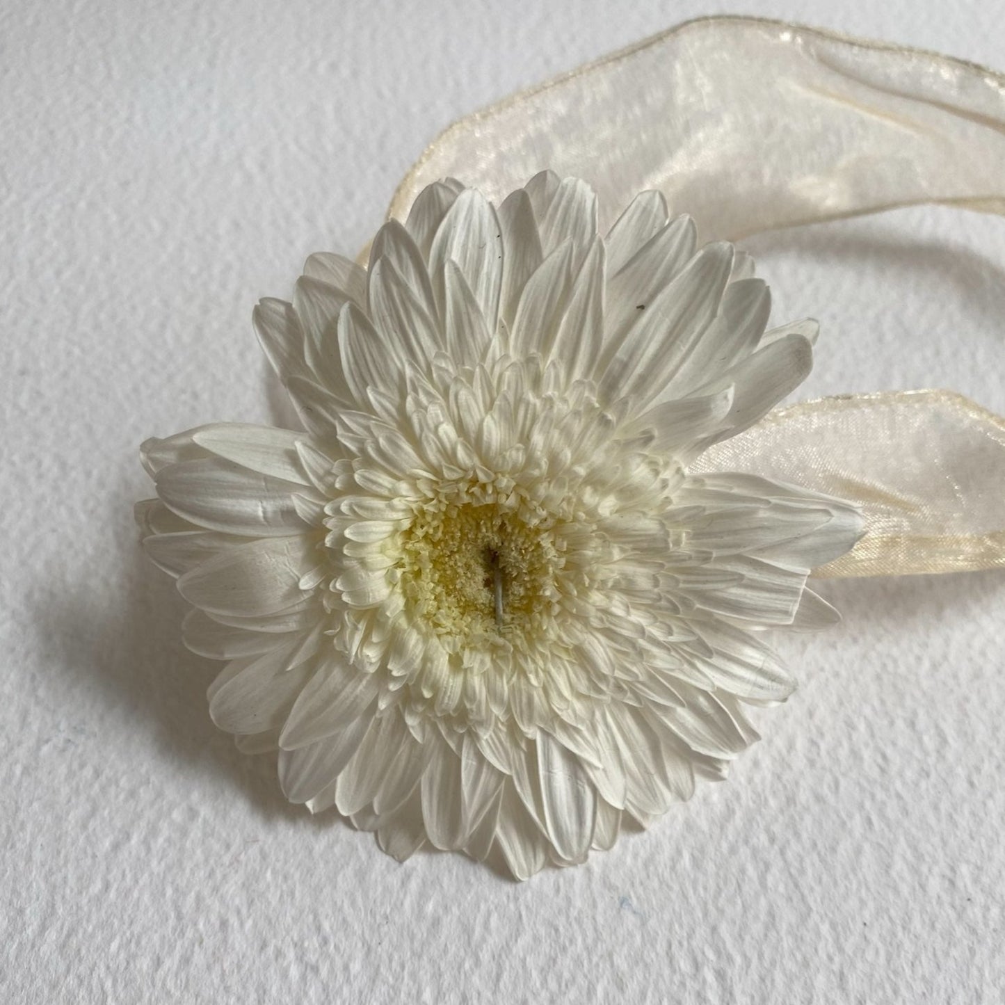 Chocker Gerbera