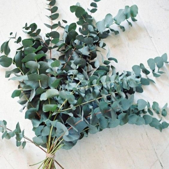Geneive Preserved Eucalyptus Bouquet
